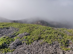 Arctostaphylos imbricata
