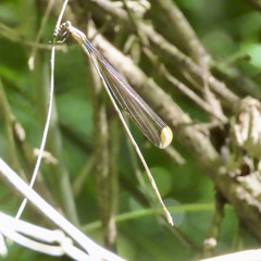 Mecistogaster ornata