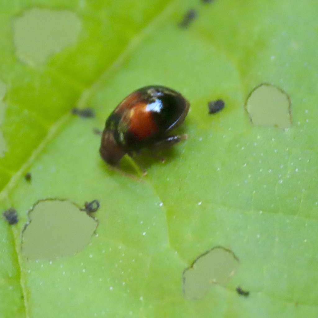 Heikertingerella variabilis