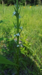 Lobelia spicata