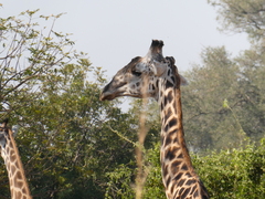 Giraffa camelopardalis thornicrofti