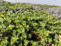 Arctostaphylos imbricata