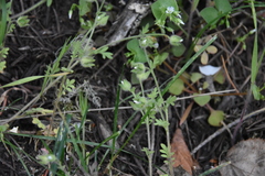 Polemonium micranthum