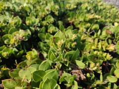Arctostaphylos imbricata