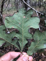 Quercus similis