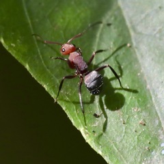 Camponotus rectangularis