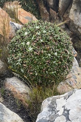 Oldenburgia paradoxa