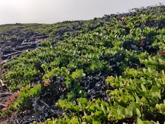 Arctostaphylos imbricata