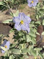 Solanum hindsianum