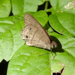 Euptychiina