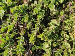 Arctostaphylos imbricata