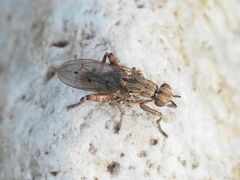 Salticella fasciata