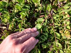 Arctostaphylos imbricata
