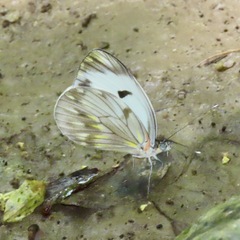 Pieriballia viardi