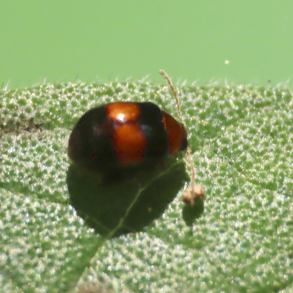 Heikertingerella Variabilis From Zihuatanejo De Azueta Guerrero Mexico On October At