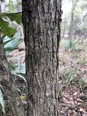 Quercus similis