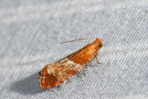 Epinotia nuotrauka