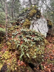 Polypodium virginianum