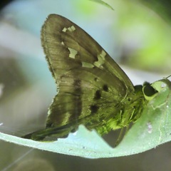 Urbanus proteus proteus