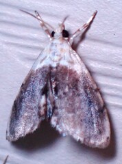 Lipocosmodes fuliginosalis