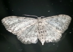 Idaea incisaria