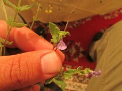 Salvia pusilla