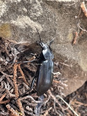 Calosoma macrum