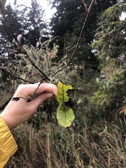 Lonicera involucrata