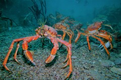 Leptomithrax gaimardii