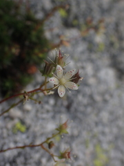 Saxifraga bronchialis