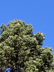 Abies cephalonica