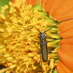 Cerambycinae
