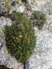 Saxifraga bronchialis