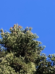 Abies cephalonica
