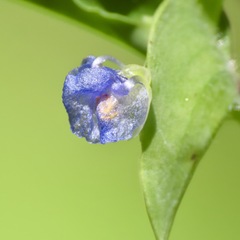 Commelina