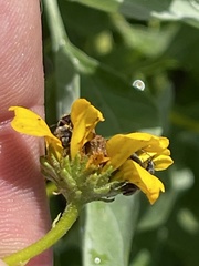Encelia palmeri