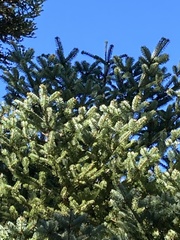 Abies cephalonica