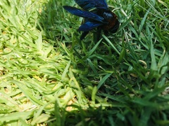 Xylocopa