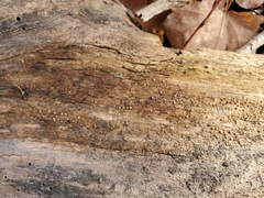 Helicogloea compressa