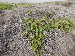 Arctostaphylos imbricata