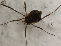 Oligolophus hanseni