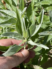 Encelia palmeri