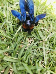 Xylocopa