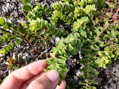 Arctostaphylos imbricata