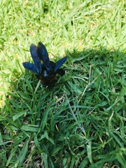 Xylocopa
