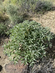 Encelia palmeri