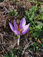 Crocus ligusticus