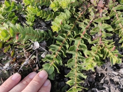 Arctostaphylos imbricata