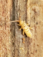 Orchesella