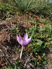 Crocus ligusticus